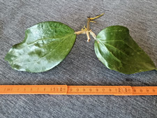 Hoya   Wachsblume  Rigida -