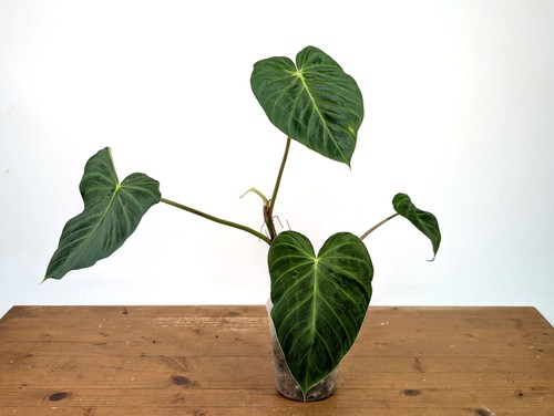 Philodendron verrucosum rude - verrucosum, 'rude'