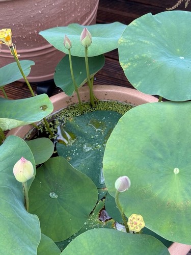 Rhizome lotusblume green - lotusblume,
