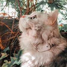 Girafus Mini Peilsender Katze