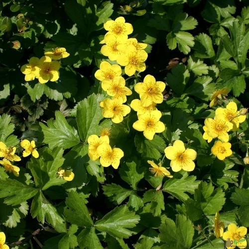Waldsteinia ternata