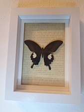 schmetterling präparat deko