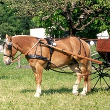 Einspänner Geschirr für