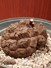 Dioscorea elephantipes 11cm - elephantipes,,