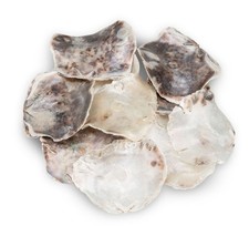 Nadeco placuna placenta - nadeco, placenta,