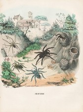 Spinnen spiders Vogelspinnen