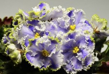 Usambaraveilchen African