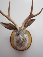Snarling Jackalope with