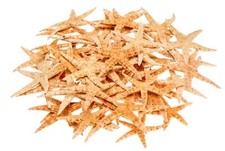 Nadeco sugar seestern natur - nadeco,