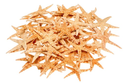 Nadeco sugar seestern - nadeco,