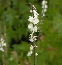 Zwerg silberkerze actaea - zwerg,