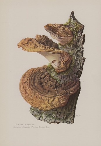 Flacher lackporling ganoderma - lackporling, (ganoderma