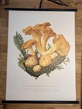 Pfifferling  Pilz  Rollkarte Schulwandkarte 50 cm x 70 cm