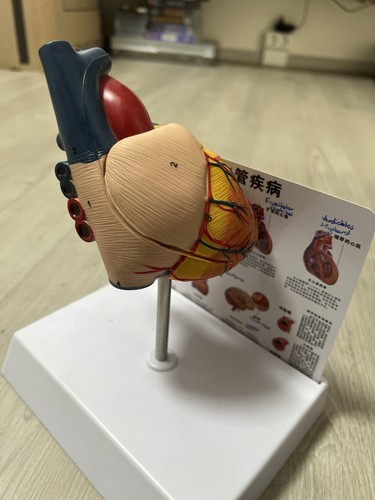 Neu anatomie herz herzmodell - neu,