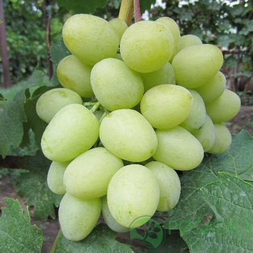 Kernlose weinrebe weintraube - kernlose,