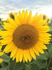 Sonnenblume Girasol Peredovick