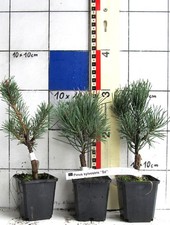 Pinus sylvestris  "Sé" 