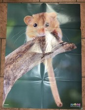 Medizini Poster, Haselmaus, 4/