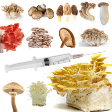 Flüssigmyzel 10ml spritze vom - flüssigmyzel,