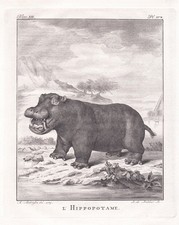 Hippopotamus Flusspferd