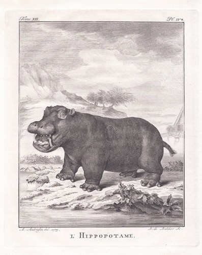 Hippopotamus flusspferd - hippopotamus,