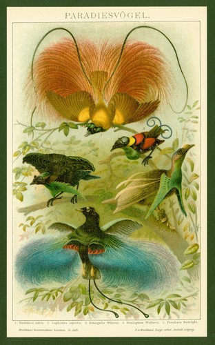 Lithographie anno 1896 - ,
