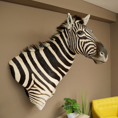 Zebrakopf hartmann zebra kopf - hartmann,