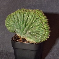 San Pedro Kaktus, bizzarre Sukkulente mit Skulpturcharakter