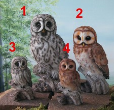 Eule Bartkauz Schleiereule