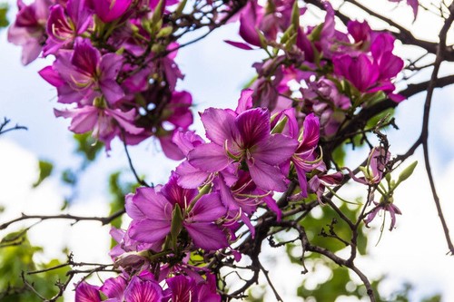 Samen tropische blüten - tropische,