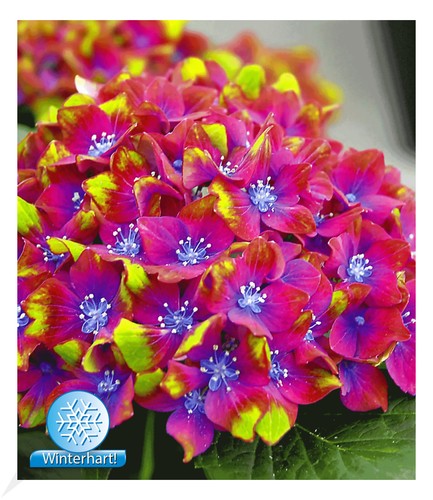 Freiland hortensien saxon - freiland-hortensien, saxon®