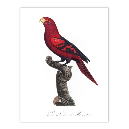 The violet necked lory - the,