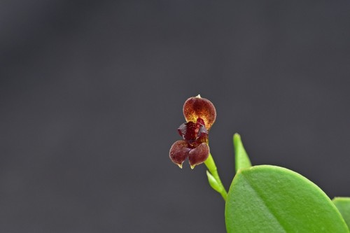 Pleurothallis pabstiella - pleurothallis,