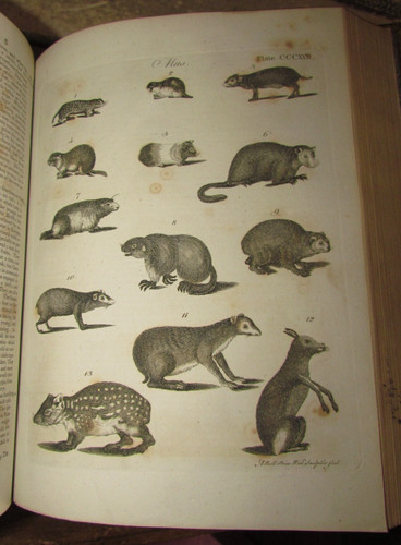 1797 encyclopaedia britannica - 1797,
