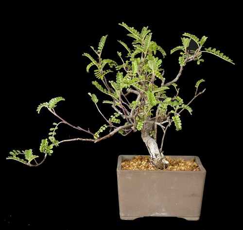 Bonsai osteomeles - bonsai,