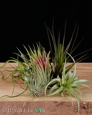 Tillandsia Set 5 Stück | Tillandsien Mix lebende Luftpflanzen Epiphyt
