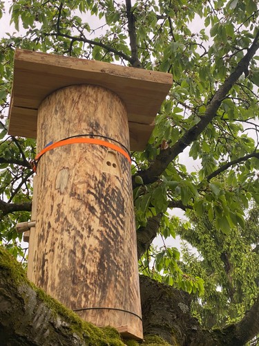 Klotzbeute baumstam für - klotzbeute,