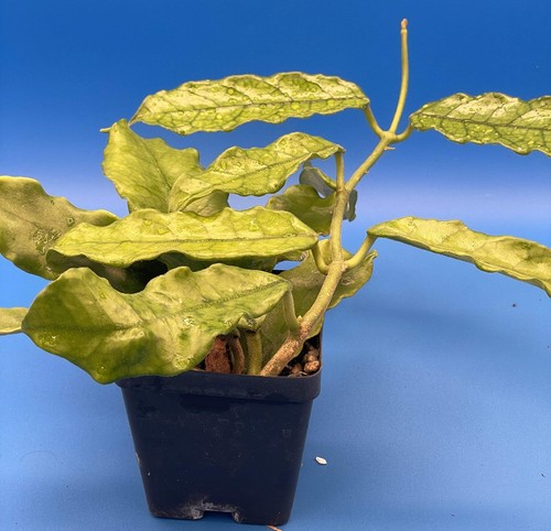 Hoya globulosa grown - hoya,