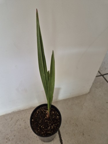 Jubabaea chilensis blue - jubabaea,