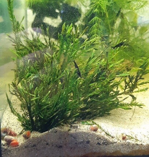 Quellmoos fontinalis - quellmoos, (fontinalis