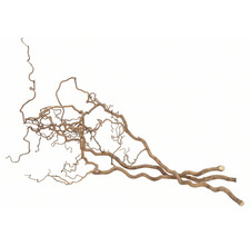 Korkenzieherzweige natur 3