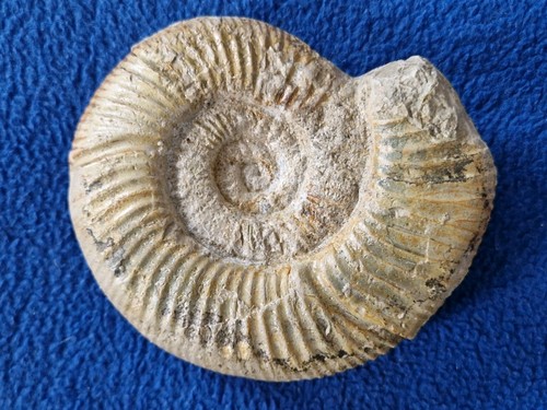 Ammonit perisphinctes - ammonit,