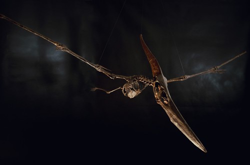 Pteranodon skelett - pteranodon,