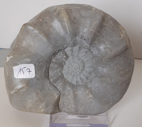 Ammonit ceratites compressus - ceratites,