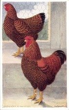 Künstler Ak Feathered World, Gold Laced Wyandotte - 11265562