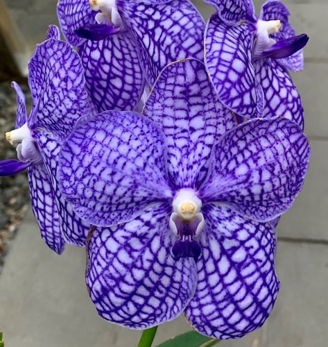 Vanda blue horizon sky topf - vanda,