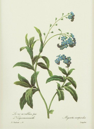 Vergissmeinnicht myosotis - ,