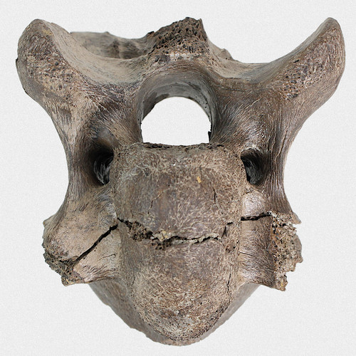 Fossil halswirbel steppenbison - fossil,