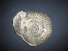 AMMONIT  Fundort  Whitby  Sandsend Yorkshire Großbritannien 1984