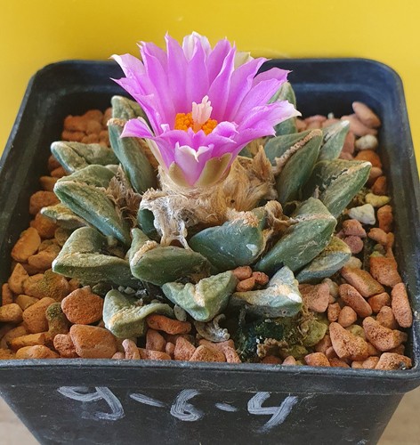 Alter ariocarpus auf - alter,